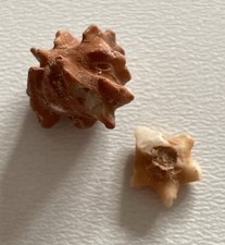 Timorocrinus spinosus