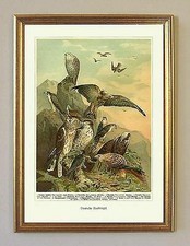Jagdbild Deutsche Raubvögel