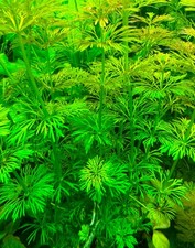 Aquariumpflanzen – 5x