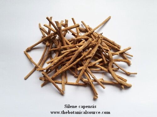 Silene capensis undlela - silene,