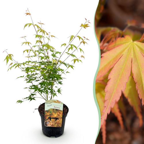 Japanischer ahorn acer - ahorn,