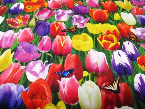 Baumwolle tulpen tulip - tulpen,