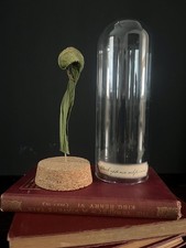 Darlingtonia californica