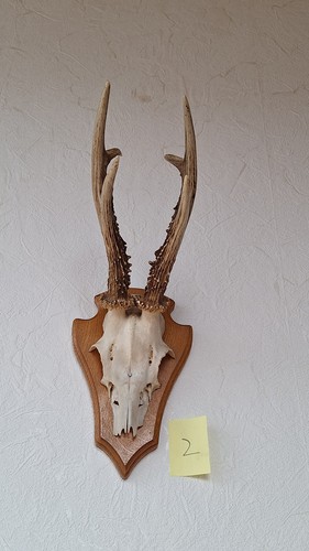 Rehbock gehörn geweih - geweih, auf