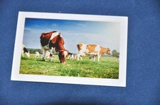 REWE ABENTEUER TIERWELT Nr. 10