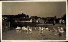 Ak Schierling in der Oberpfalz, Gänse auf einem Teich, Blick auf... - 10399926