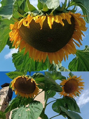 Riesen sonnenblumensamen - riesen-sonnenblumensamen, 3