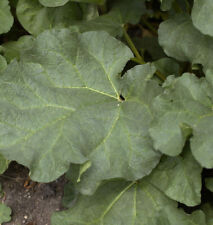 Rhabarber Red Champagne - großer Topf - Rheum rhabarbarum
