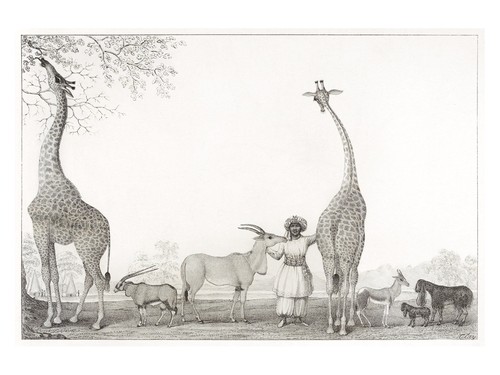 Giraffen antilopen vintage - antilopen,
