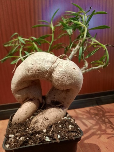 Pachypodium succulentum mit - l,