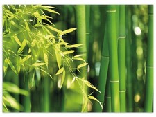 Wallario Teppich Fußmatte ab 50x70cm -Motiv Bambuswald grünen Bambuspflanzen