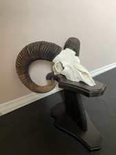 Muffelwidder Trophäe