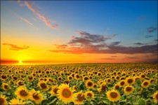 VLIES FOTOTAPETE XXL TAPETE