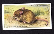 40657/ John Player´s – Animals of the Countryside - No 28 – Field Mouse