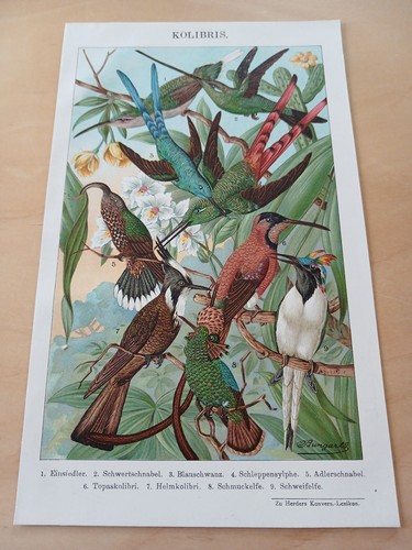 Chromolithographie 1900 - chromolithographie,