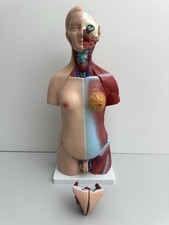 Anatomie Modell Torso Mann Frau mit Organen  OVP
