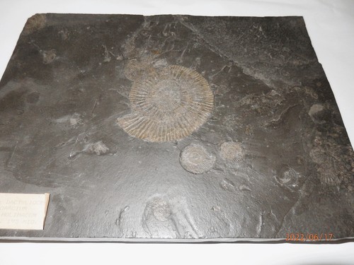 Schiefelplatte fundort - schiefelplatte,
