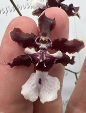 Onc. Sharry Baby ‘Sweet