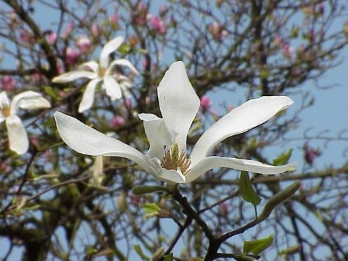 Kobushi magnolie magnolia - kobushi, (magnolia
