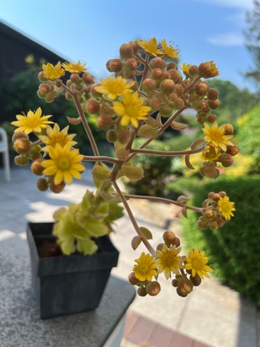 Aeonium grün wunderschön - aeonium, in