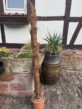 Zimmerpalme Dekobaum  Zimmerpflanze groß dekorativ Palme