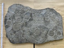 Ammonit-Posidonien-Schieferpla