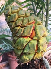 Encephalartos delucanus SEEDS - SAMEN Delucans Palmfarn | Delucan Palmfarn