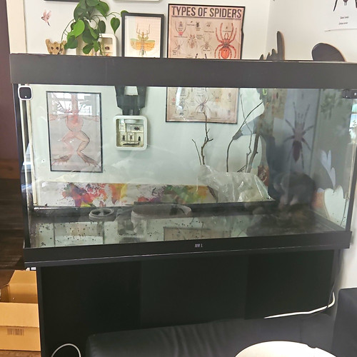 Juwel glasterrarium aus glas - glasterrarium,