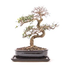 BONSAI Chinesische Ulme