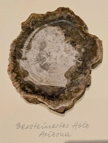 Versteinertes holz aus arizona - versteinertes,
