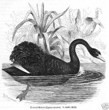 TRAUERSCHWAN Cygnus atratus Schwarzschwan  Holzstich von 1891 Ornithologie