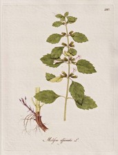 Zitronenmelisse Melisse Lemon balm herbs Botanik botany Kerner Kupferstich 1789