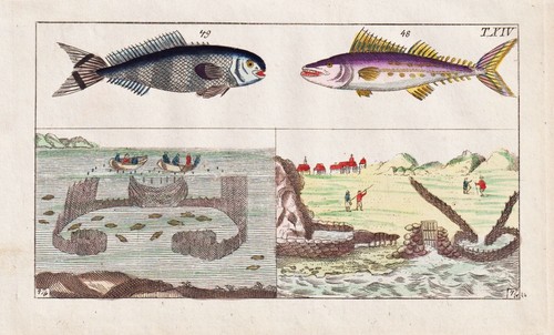 Der königsfisch fischfang - der,