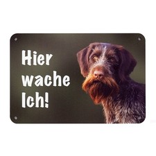 Deutsch drahthaar - deutsch,
