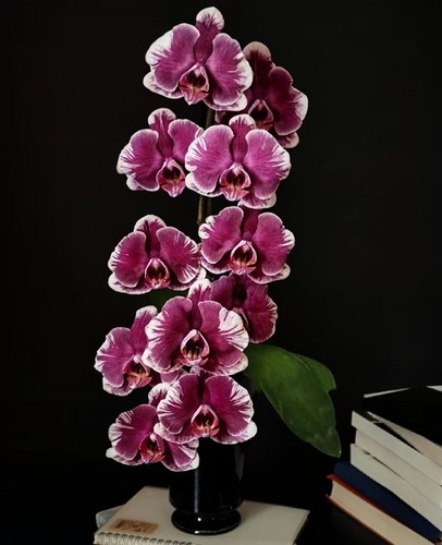 Orchidee phalaenopsis phal - phalaenopsis,