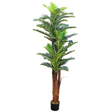 Palmenbaum kokos palme - palmenbaum,