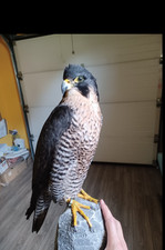 Präparat wanderfalke mit