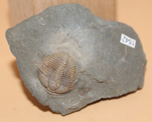 Conocoryphe sulzeri - conocoryphe,