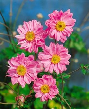 Anemone japonica 'Bressingham