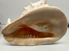 Muschel aus nachlass verk - muschel, zu