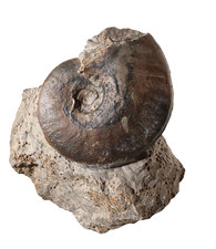 Oecotraustes sp. Mittl. Jura