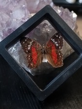 N 3. Schmetterling Im Rahmen
