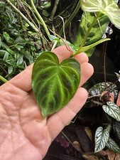 Dwarf Philodendron Verrucosum