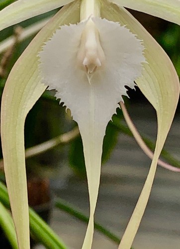 Brassavola cuculata hybride - brassavola,