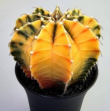 Schöner Gymnocalycium