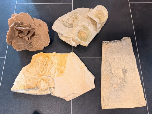 Fossilien sammlung konvolut - fossilien,