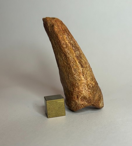 Schöner großer spinosaurus - schöner,
