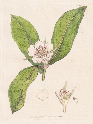 Mespilus germanica mispel - mespilus,