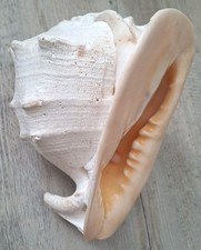 Riesenmuschel Cassis Cornuta