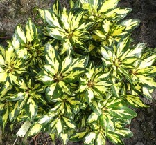 Großblumige Alpenrose
